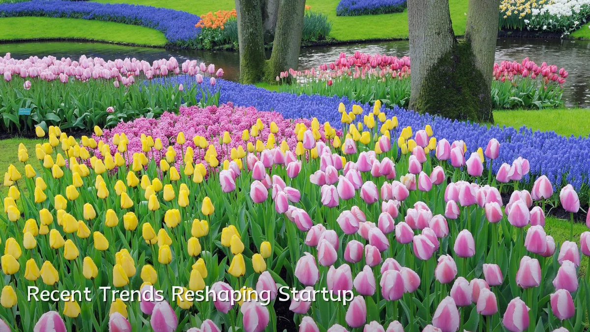 Recent Trends Reshaping Startup