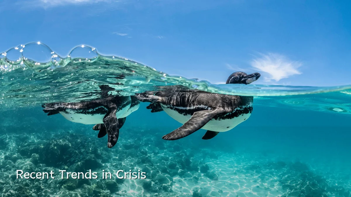 Recent Trends in Crisis